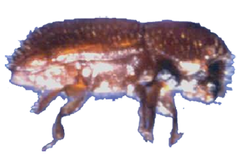 Ambrosia Beetle